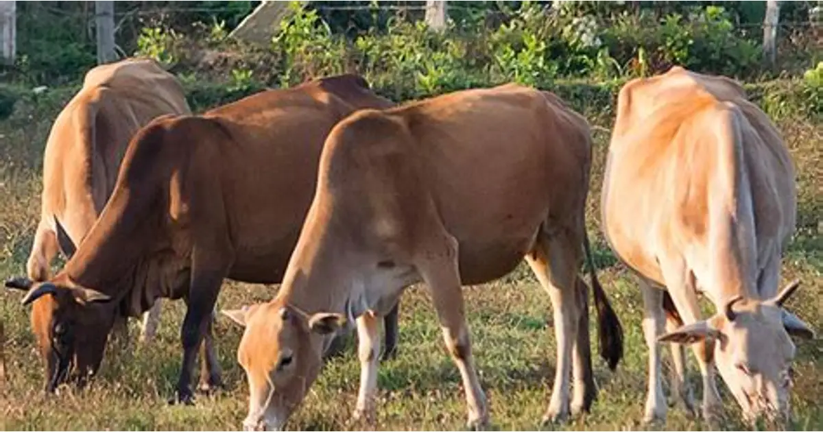 Cows resting at Keralam Goshala